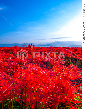 九本寺周圍盛開的孤挺花簇 92008327