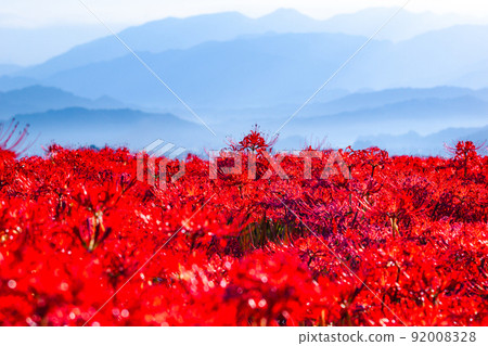 九本寺周圍盛開的孤挺花簇 92008328