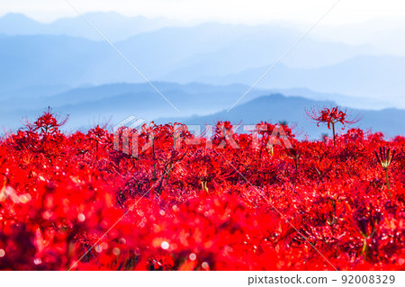 九本寺周圍盛開的孤挺花簇 九本寺周圍盛開的孤挺花簇 92008329