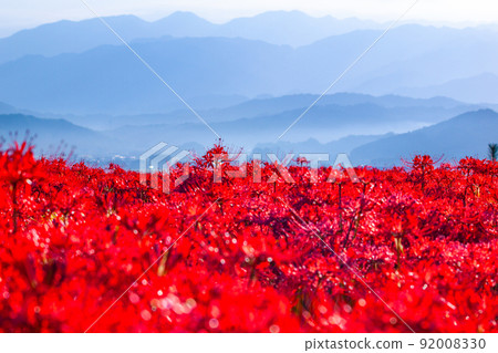 九本寺周圍盛開的孤挺花簇 92008330