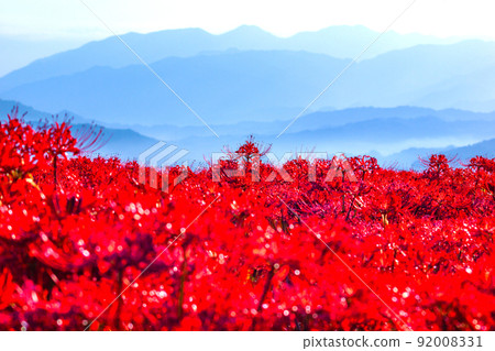 九本寺周圍盛開的孤挺花簇 92008331