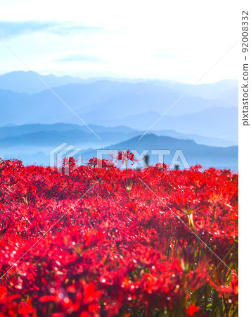 九本寺周圍盛開的孤挺花簇 92008332