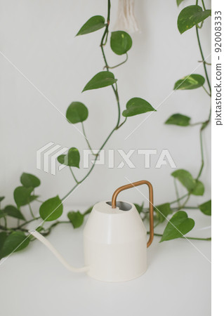 Indoor plant, fresh green plant Epipremnun Aureumon on white background Indoor plant, fresh green plant Epipremnun Aureumon on white background 92008333
