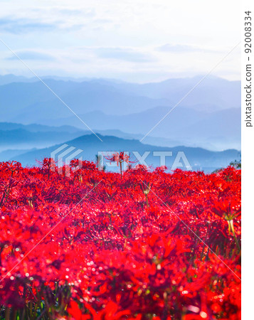 九本寺周圍盛開的孤挺花簇 92008334