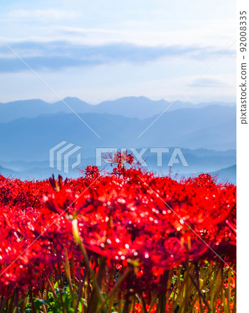 九本寺周圍盛開的孤挺花簇 92008335