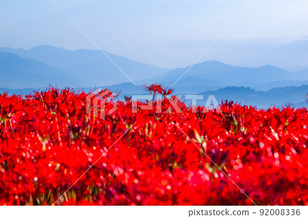 九本寺周圍盛開的孤挺花簇 92008336