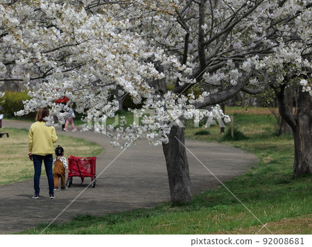 印西牧之原 春天 印西牧之原 春天 92008681