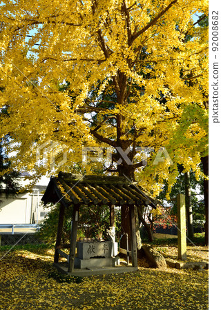 富戶神社長屋和大銀杏樹 92008682