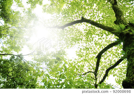 陽光普照的樹木 92008698