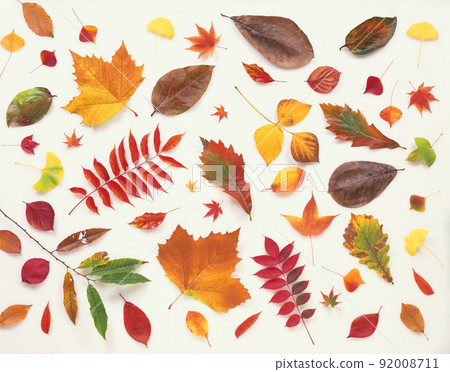 Picture of fallen leaves 92008711