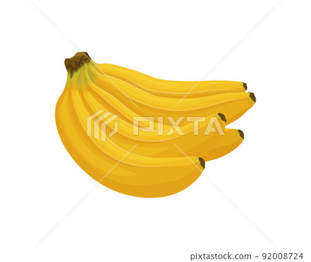 Bananas. Image of bananas. Ripe tropical fruit. A ripe branch of bananas. Vector illustration isolated on a white background 92008724