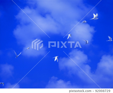 藍天和燕鷗 92008729