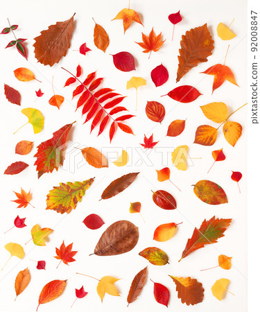 落葉的圖片 92008847