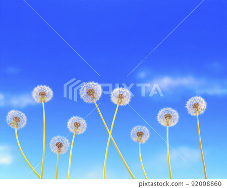 蒲公英 蒲公英 92008860