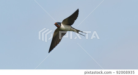 Swallow flight 92008935