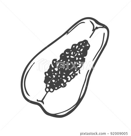 Papaya fruit in doodle style, linear art. Design element isolated on white background. Vector illustration 92009005