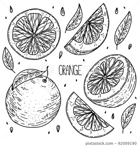 Hand drawn sketch style vector orange set isolated on white background, eco food illustration Hand drawn sketch style vector orange set isolated on white background, eco food illustration 92009190