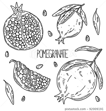 Hand drawn sketch style vector pomegranate set isolated on white background, eco food illustration Hand drawn sketch style vector pomegranate set isolated on white background, eco food illustration 92009191