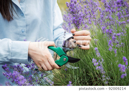 Young woman cutting bunches of lavender Young woman cutting bunches of lavender 92009214