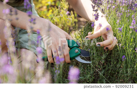 Young woman cutting bunches of lavender Young woman cutting bunches of lavender 92009231
