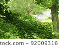 In early summer, the riverbank of the Mizunashi River, which can be seen beyond the branches of maples with many green leaves in Hadano Tokawa Park, Kanagawa Prefecture. 92009316