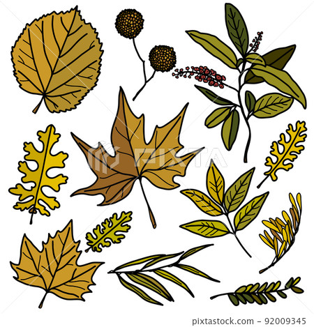 Autumn leaf set - sycamore, linden, ash, maple and other twigs. Leaves for patterns, stickers 92009345
