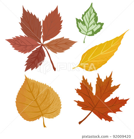 Vector set of 6 autumn elements: yellow and green leaf, orange orange leaves of maple and chestnut Vector set of 6 autumn elements: yellow and green leaf, orange orange leaves of maple and chestnut 92009420
