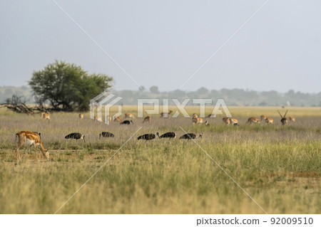 wild female blackbuck or antilope cervicapra or indian antelope grazing in scenic grassland landscape and flock of birds and herd or group of blackbuck in background at tal chhapar sanctuary india wild female blackbuck or antilope cervicapra or indian antelope grazing in scenic grassland landscape and flock of birds and herd or group of blackbuck in background at tal chhapar sanctuary india 92009510