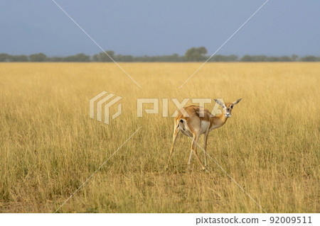 wild female blackbuck or antilope cervicapra or indian antelope turn over with eye contact in natural scenic grassland landscape background at forest of india asia wild female blackbuck or antilope cervicapra or indian antelope turn over with eye contact in natural scenic grassland landscape background at forest of india asia 92009511