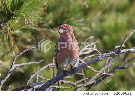 Pine grosbeak foraging in the high pine forest of Shiretoko Pass 92009631