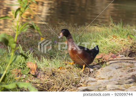 Colourful duck walking on grass on a sunny day Colourful duck walking on grass on a sunny day 92009744