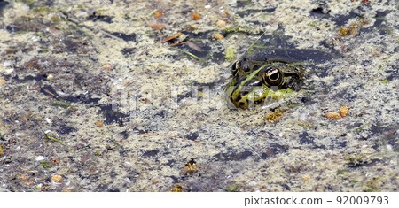 Perez s Frog, Sierra de Guadarrama National Park, Spain 92009793