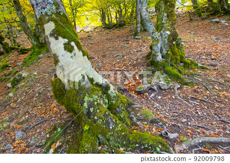Hayedo de la Pedrosa Beech  Forest, Spain 92009798