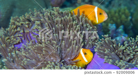 Blackfinned Anemonefish, South Ari Atoll, Maldives 92009806