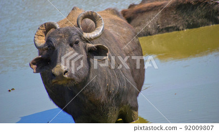Asian Water Buffalo, Udawalawe National Park, Sri Lanka 92009807