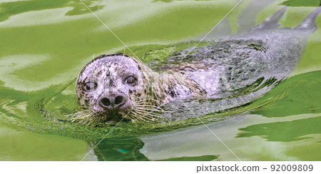 Harbour Seal, Deltapark Neeltje-Jans, Netherlands 92009809
