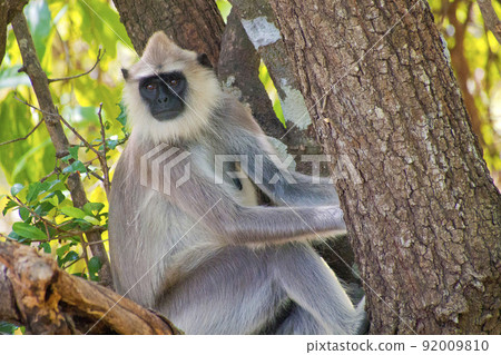 Hanuman Langur, Kaudulla National Park, Sri Lanka Hanuman Langur, Kaudulla National Park, Sri Lanka 92009810