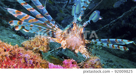 Red Lionfish, Maldives Red Lionfish, Maldives 92009825