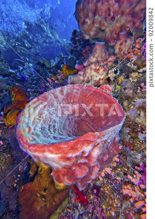 Tube Sponge, Bunaken National Marine Park, Indonesia 92009842