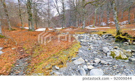 Beech Forest of Gamueta, Valles Occidentales Natural Park, Spain Beech Forest of Gamueta, Valles Occidentales Natural Park, Spain 92009844
