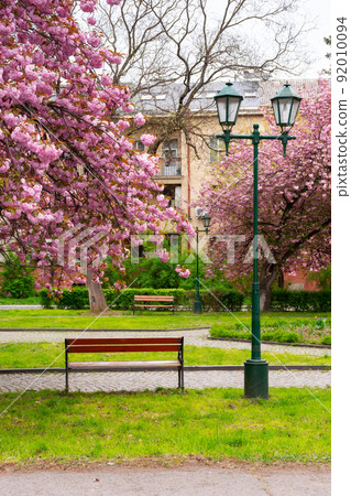 walking path under the beautiful sakura trees. cherry blossom in spring season. empty park in early morning 92010094