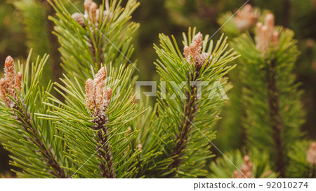 Young spruce and pine regrowth grew on plot. Afforestation. Small young coniferous flowers or cones growing on fir bushes Young spruce and pine regrowth grew on plot. Afforestation. Small young coniferous flowers or cones growing on fir bushes 92010274