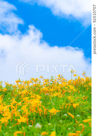 [Summer material] Nikko Kisuge in full bloom on the Kurumayama plateau and Kirigamine [Nagano Prefecture] 92010707