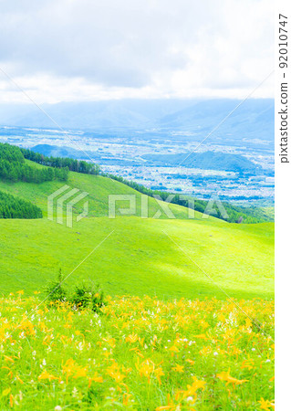 [Summer material] Nikko Kisuge in full bloom on the Kurumayama plateau and Kirigamine [Nagano Prefecture] 92010747