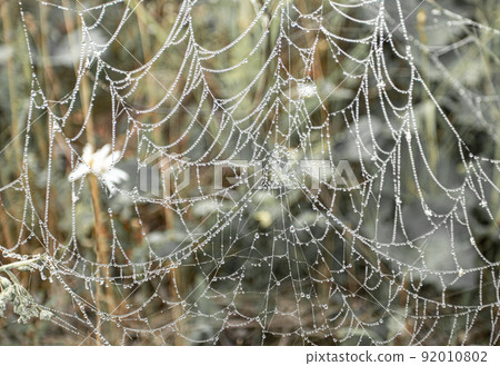 Natural beautiful openwork cobweb with dew drops on meadow grass close up. Beauty in nature. Attention to details of nature. Horizontal orientation. Natural beautiful openwork cobweb with dew drops on meadow grass close up. Beauty in nature. Attention to details of nature. Horizontal orientation. 92010802