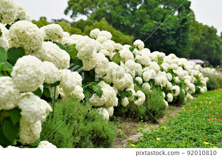 很多繡球花 很多繡球花 92010810