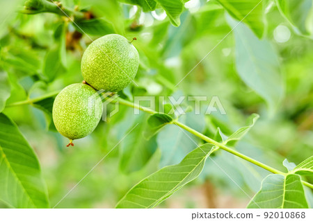 Walnuts ripen on a tree branch Walnuts ripen on a tree branch 92010868