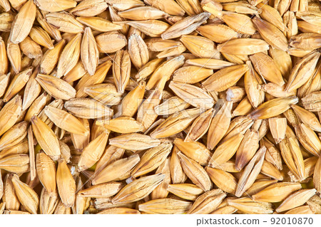 Background or texture of Unpeeled barley grains. Close-up Background or texture of Unpeeled barley grains. Close-up 92010870