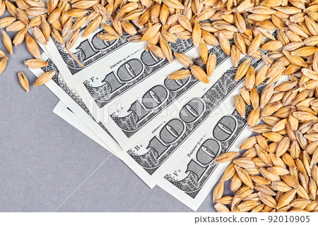 Hundred dollar bills in unpeeled barley grains Hundred dollar bills in unpeeled barley grains 92010905