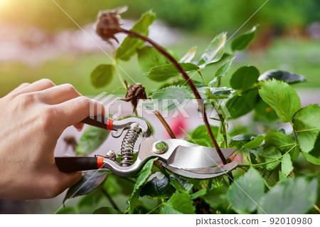 Girl pruning rose bushes with secateurs 92010980